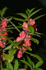 Impatiens balsamina