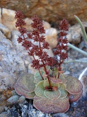 Crassula pseudohemisphaerica