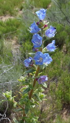 Lobostemon stachydeus
