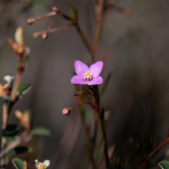 Boronia filifolia