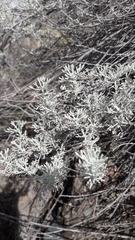 Artemisia mendozana