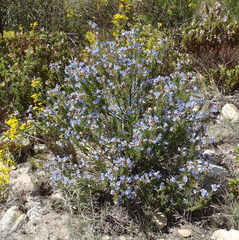 Lobostemon stachydeus