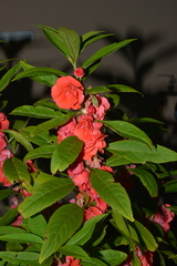 Impatiens balsamina