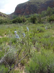 Lobostemon stachydeus