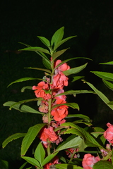 Impatiens balsamina