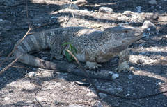 Varanus albigularis