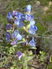 Lobostemon stachydeus