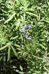 Lupinus covillei