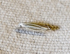 Polyhymno luteostrigella