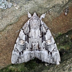 Catocala flebilis