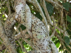 Mucuna gigantea