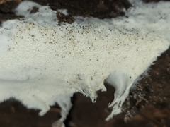 Trechispora mollusca