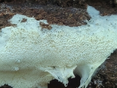 Trechispora mollusca