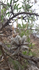Tillandsia pedicellata