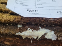 Trechispora mollusca