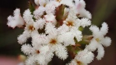 Leucopogon concurvus