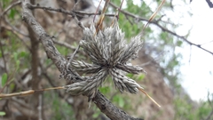 Tillandsia pedicellata