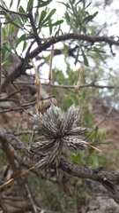 Tillandsia pedicellata