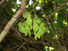 Mucuna gigantea