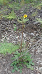 Iostephane trilobata