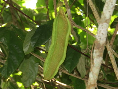Mucuna gigantea