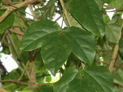 Mucuna gigantea