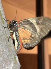 Dysschema magdala