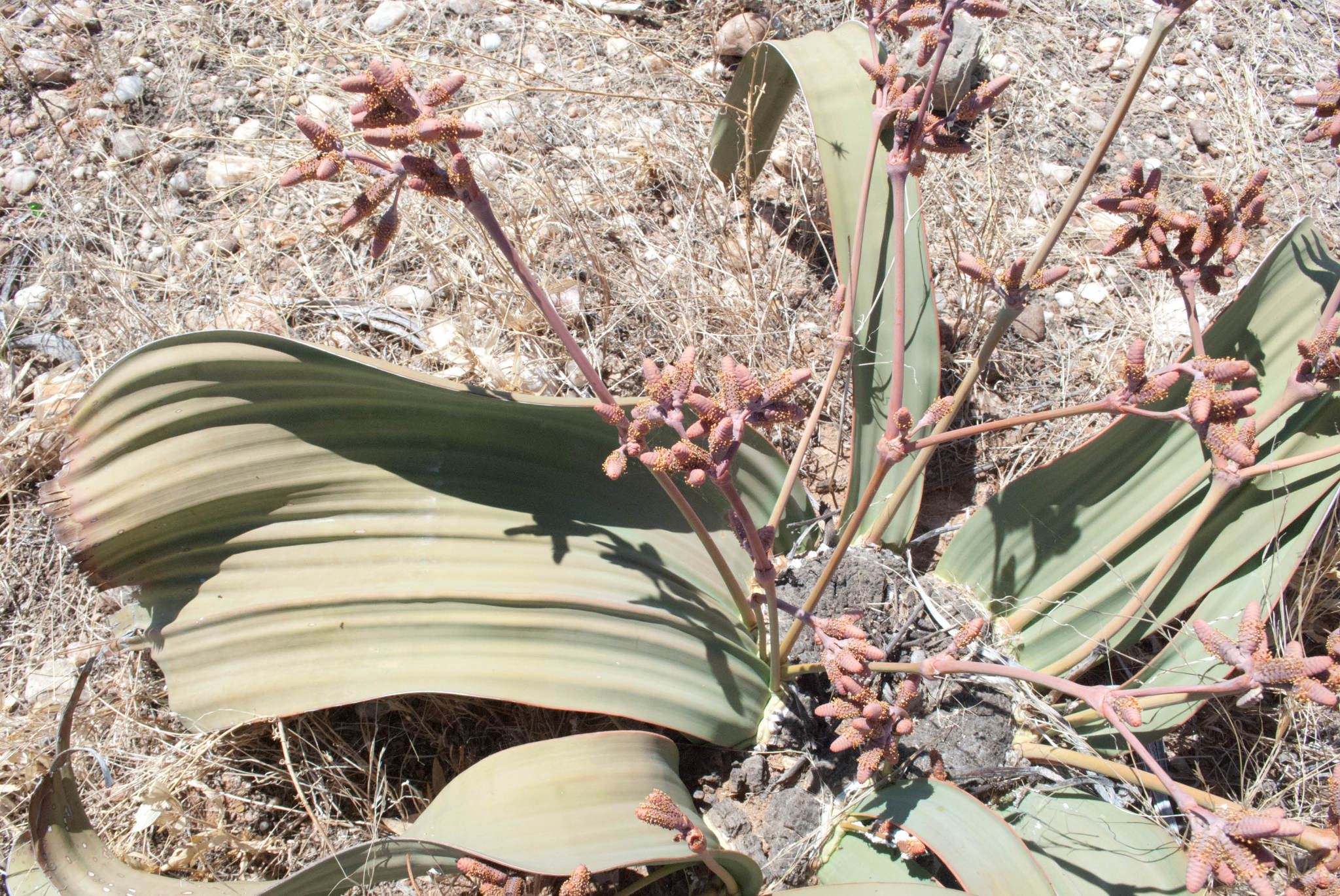 バーゲンで 350 A Mirabilis Welwitschia 奇想天外 植物 観葉植物 Madmex Co Nz