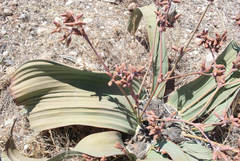 Welwitschia mirabilis
