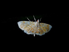 Musotiminae