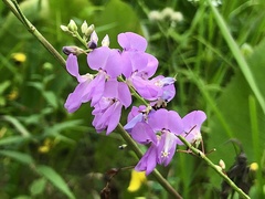 Desmodium cuspidatum