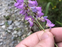 Desmodium cuspidatum