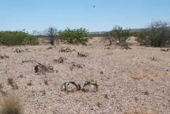 Welwitschia mirabilis