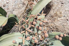 Welwitschia mirabilis image