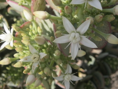 Crassula arborescens arborescens