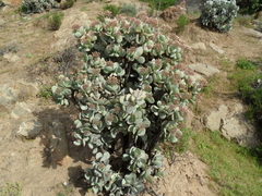 Crassula arborescens arborescens