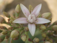 Crassula arborescens arborescens