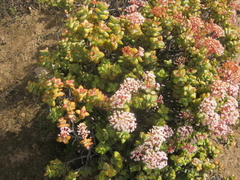 Crassula rupestris rupestris