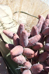 Welwitschia mirabilis
