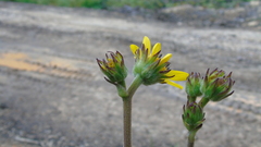Iostephane trilobata