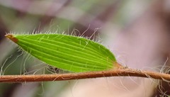 Leucopogon concurvus