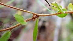Leucopogon concurvus
