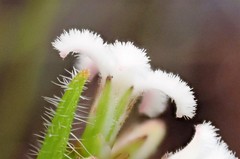 Leucopogon concurvus