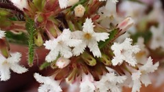 Leucopogon concurvus