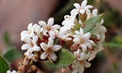Leucopogon concurvus