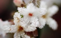 Leucopogon concurvus
