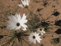 Dimorphotheca montana