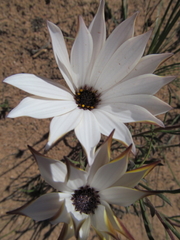 Dimorphotheca montana