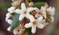 Leucopogon concurvus