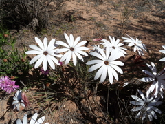 Dimorphotheca montana